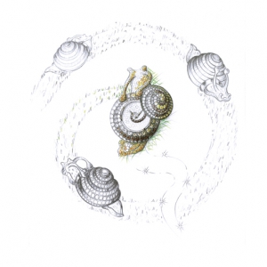 sketch-animal-world-snail-watch-104279-9001