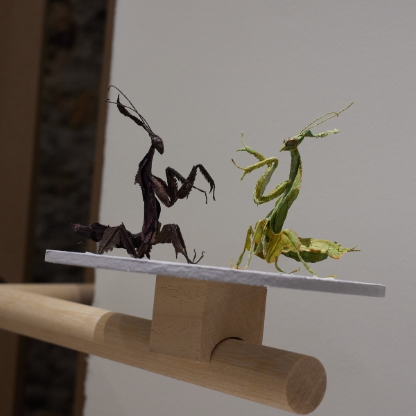 Ghost Mantis Dark and Green, Tina Kraus