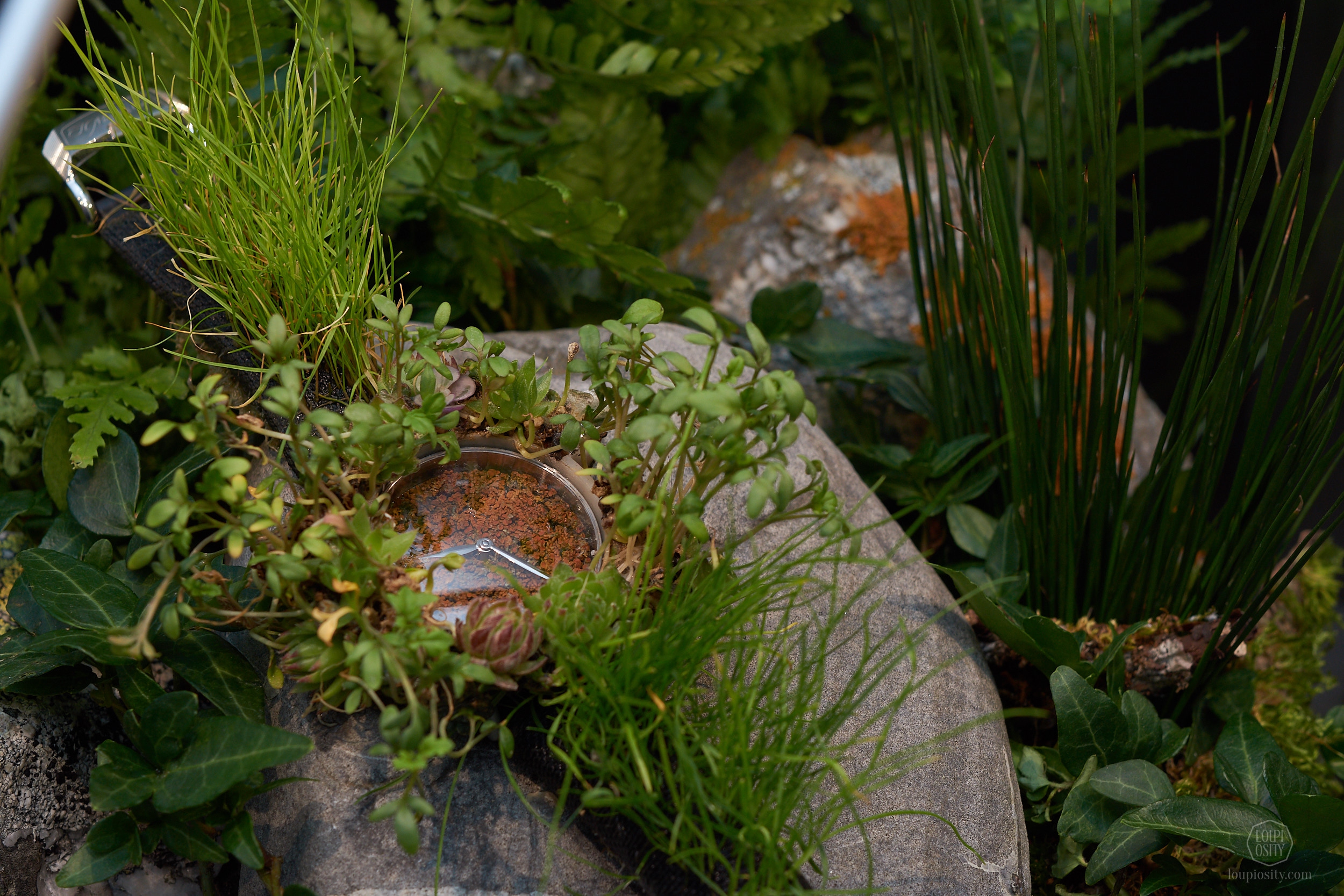 H. Moser & Cie. Nature Watch